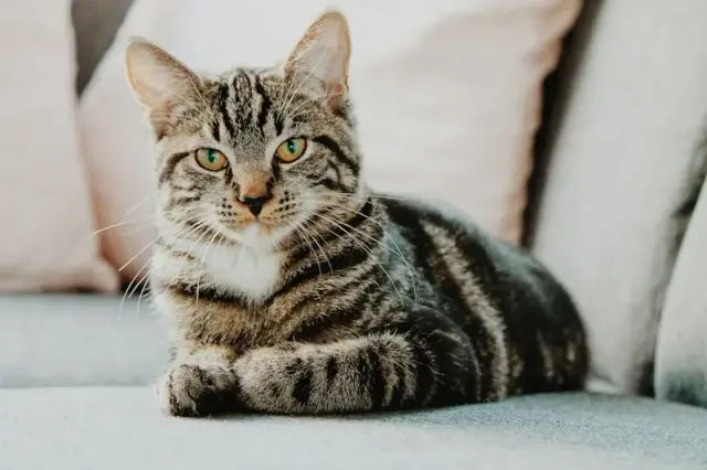 TEST - Gatto tigrato smarrito ad Alife