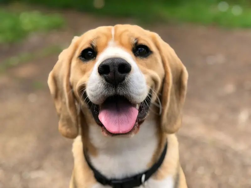 TEST — Cagnolino smarrito a Piedimonte — foto 1