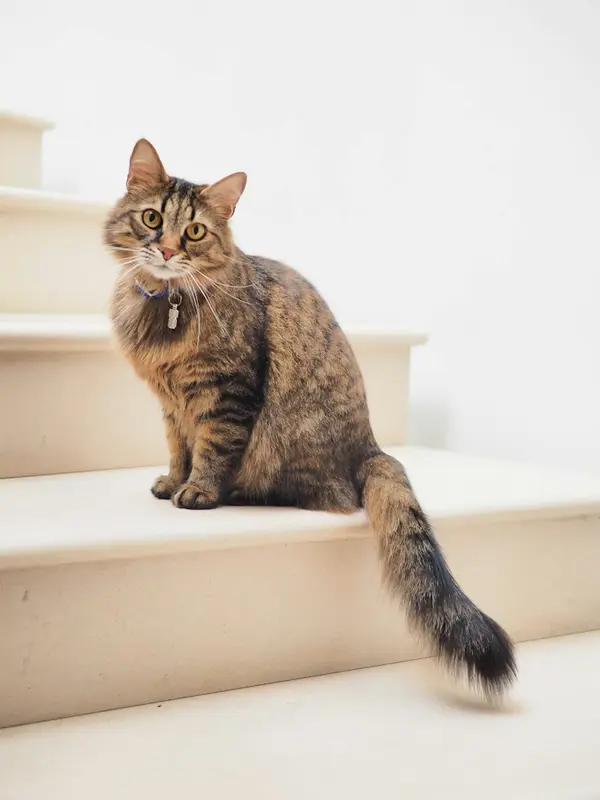 TEST - Gatto tigrato smarrito ad Alife — foto 3
